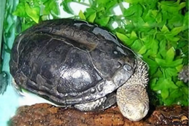 黑腹刺颈龟身份信息