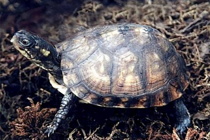 沼泽箱龟身份信息
