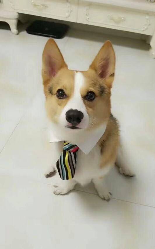 偶像肉圆