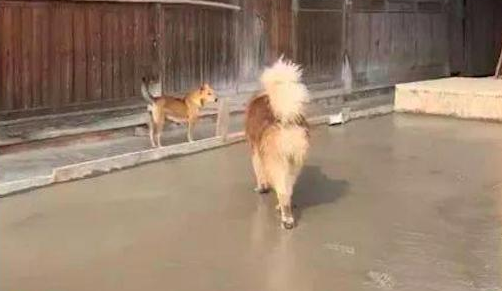 阿拉斯加犬跑到隔壁家刚铺的水泥道上,工人们看过,内心全是崩溃的