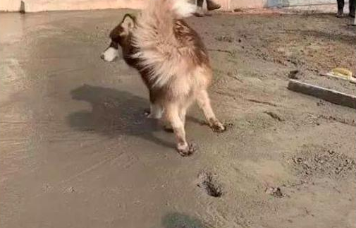阿拉斯加犬跑到隔壁家刚铺的水泥道上,工人们看过,内心全是崩溃的