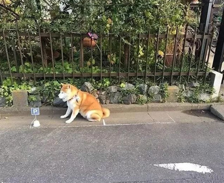 柴犬喜爱在大门口日晒,主人担忧它的安全性,专业帮它画了停车场
