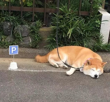 柴犬喜爱在大门口日晒,主人担忧它的安全性,专业帮它画了停车场