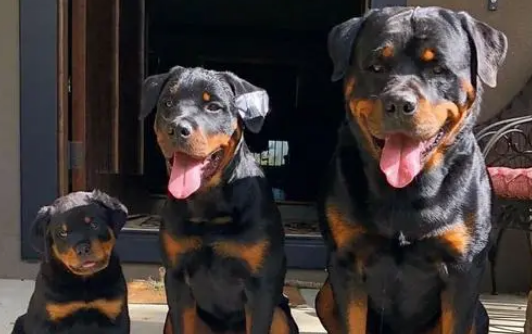 依法养犬，文明养犬，从你我做起！