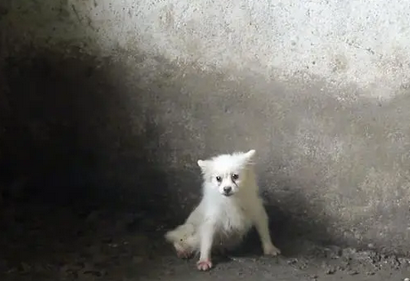 养在猪圈里，被猪欺负到墙角里的博美犬