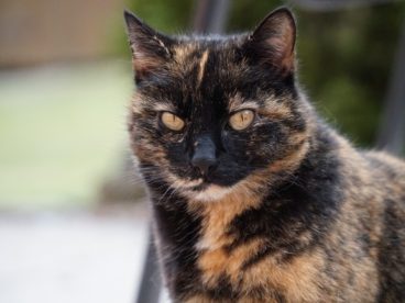 凶狠黑猫图片