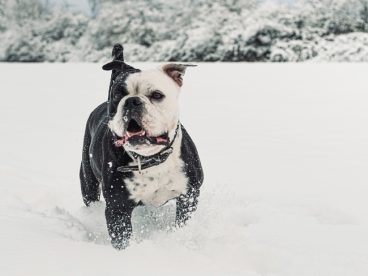 冬季雪地可爱大陆斗牛犬图片