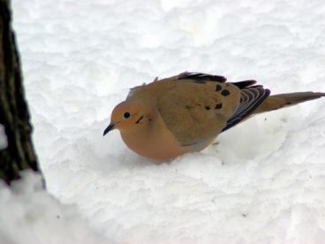 雪地上的小鸟图片