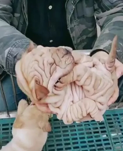 男子花2万买回宠物犬,远看像大肠,卖家却说赚大了!