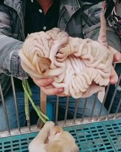 男子花2万买回宠物犬，远看像大肠，卖家却说赚大了！