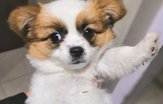 流浪犬蹲在店前等候好心人喂养，女生给点吃的后小家伙就寸步不离