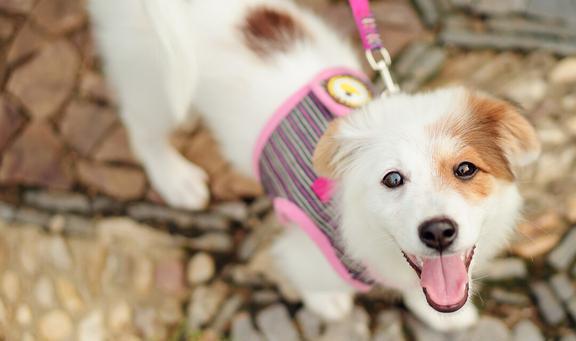 小狗健康的特征是什么，犬的健康状况主要从哪些方面进行选择