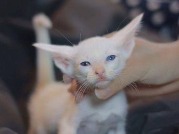 东方猫相比其他猫咪，东方短毛猫有着超大的招风耳，且表情中无时无刻不流露着一丝抑郁与忧伤