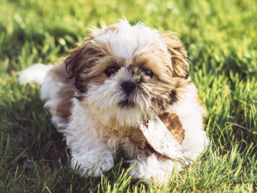 草地可爱呆萌西施犬狗狗图片