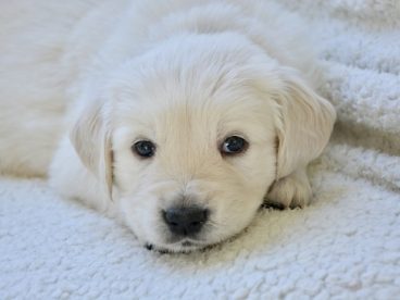 白色金毛犬萌狗狗图片