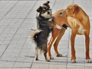 金毛犬和牧羊犬图片