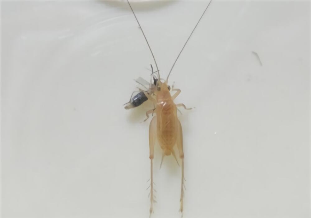 黄蛉身份信息