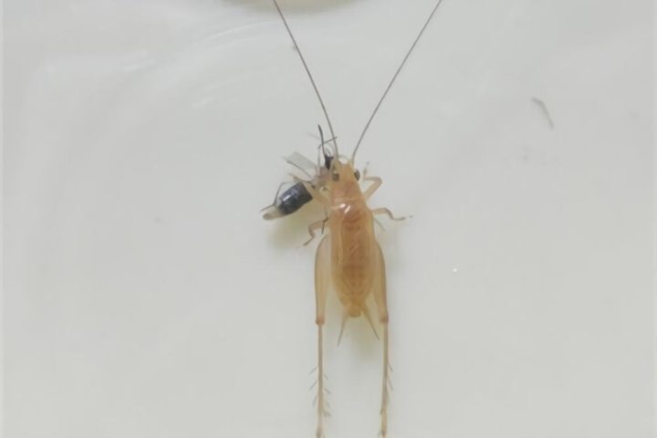 黄蛉身份信息