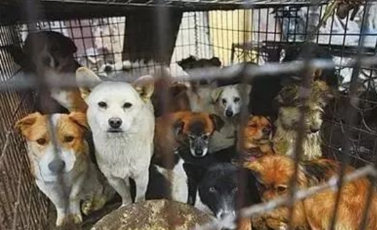 屠宰场狗生百态：二哈不二了，德牧怕到颤抖，狗妈和宝宝让人落泪