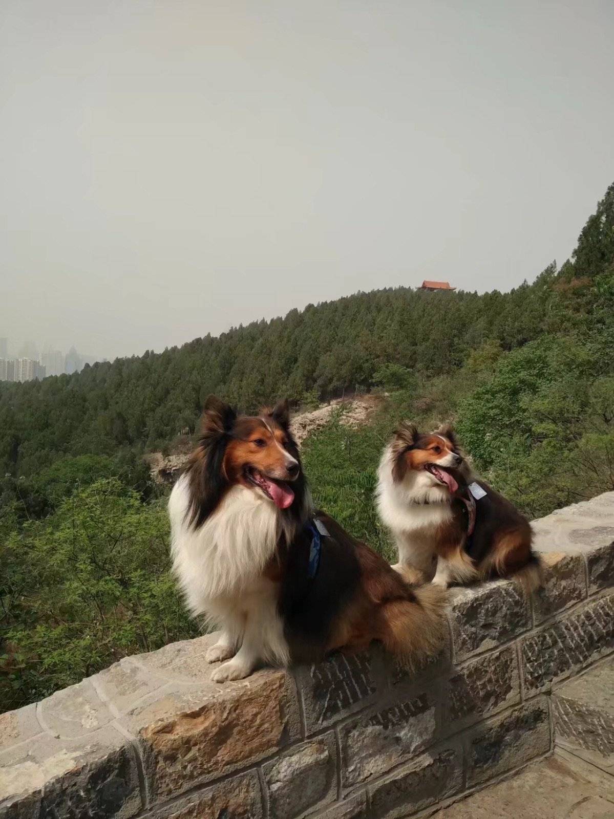 每逢周末只要有时间，就会带着得得贵贵去爬山。这是孩子们最盼望的日子，山上有看不完的风景，还可以偶遇到小伙伴。来的次数多了，都是两个孩子前面开路，一会功夫就爬到山顶。吹着山风看着美景，最重要的是和麻麻粑粑在一起，这是最开心的事！