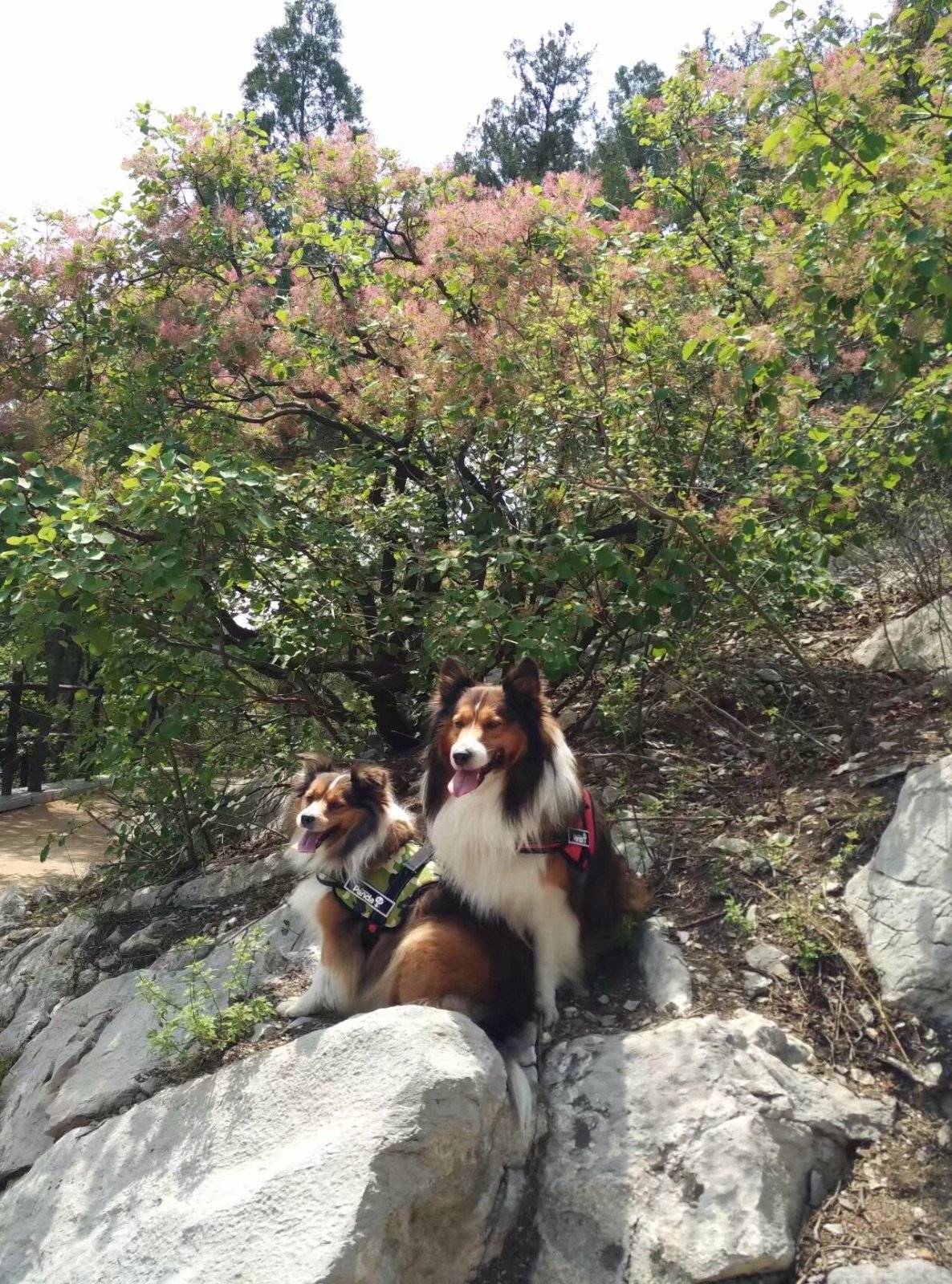 每逢周末只要有时间，就会带着得得贵贵去爬山。这是孩子们最盼望的日子，山上有看不完的风景，还可以偶遇到小伙伴。来的次数多了，都是两个孩子前面开路，一会功夫就爬到山顶。吹着山风看着美景，最重要的是和麻麻粑粑在一起，这是最开心的事！