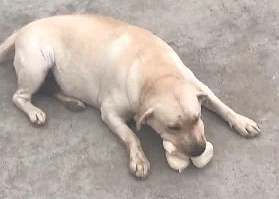 狗狗嘴肿整圈，小伙认为被马蜂叮了，认清后直言不讳要倒闭