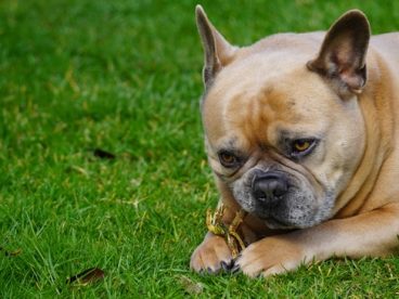 草地憨萌可爱法国斗牛犬图片