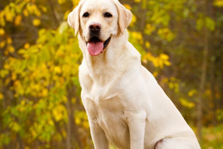 贵宾犬品种介绍：纯真与优雅的完美结合