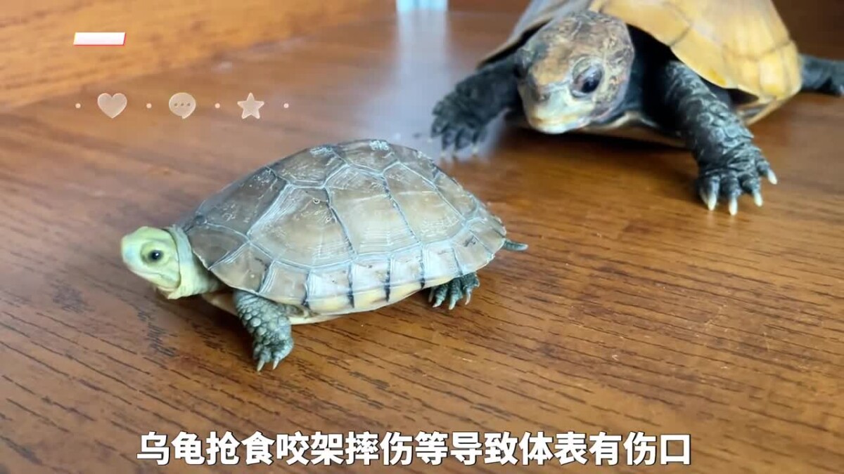 乌龟腐皮腐甲原因,及处理方法!
