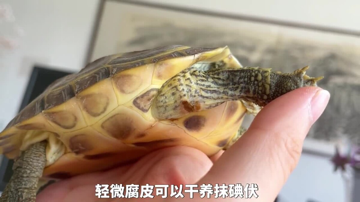 乌龟腐皮腐甲原因,及处理方法!