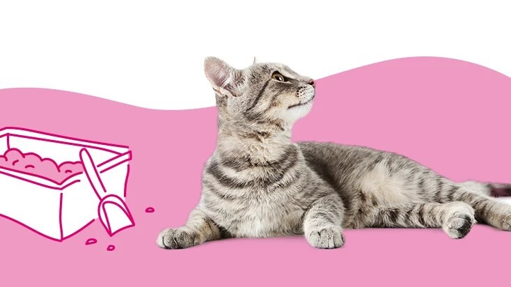 为什么我的猫拉血便便?9 种可能的原因