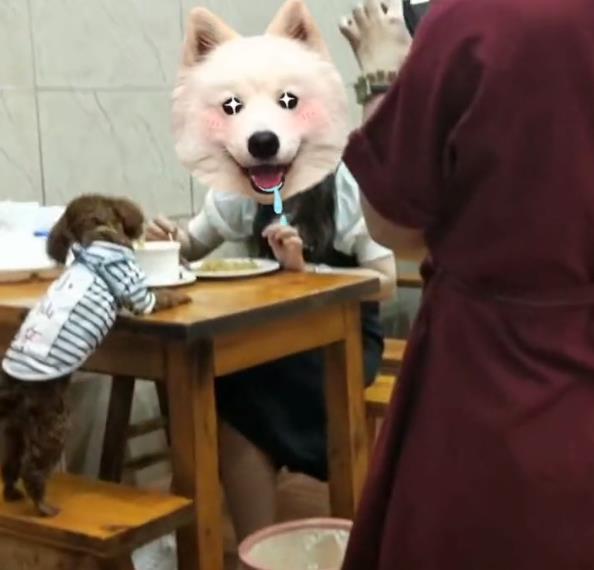 狗狗上餐桌与人同吃，饭店老板懵了，网友：再也不去了
