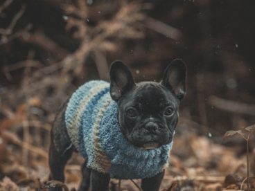 黑色可爱小法斗犬图片