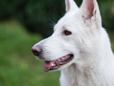 白色牧羊犬狗狗图片