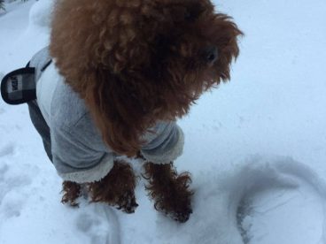 下雪了，开心~