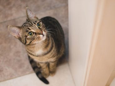 黑色狸花猫图片