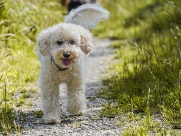 白色可爱贵宾犬图片