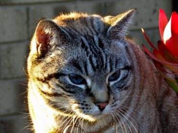 家养猫近景特写图片