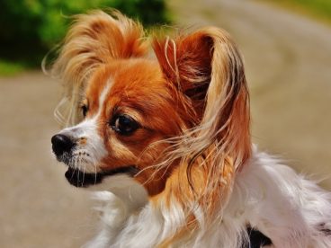 超萌蝴蝶犬图片