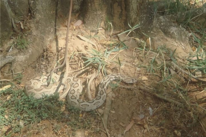 圆斑蝰身份信息