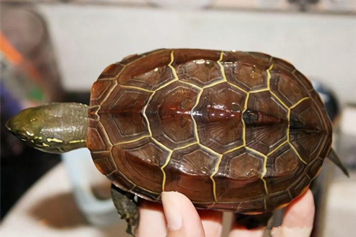 中华草龟身份信息