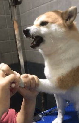 主人想给柴犬剪指甲,它竟龇牙咧嘴吓唬人