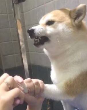 主人想给柴犬剪指甲,它竟龇牙咧嘴吓唬人