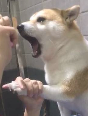 主人想给柴犬剪指甲,它竟龇牙咧嘴吓唬人