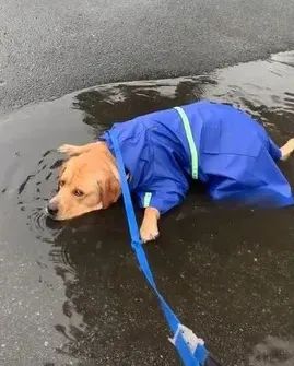 给狗狗穿雨衣散步，铲屎官傻眼了：还不如不穿！