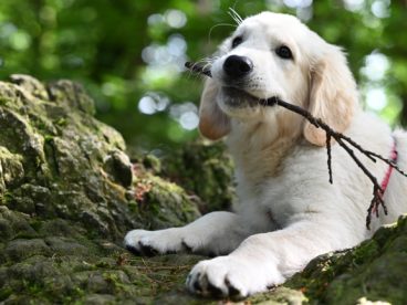 叼着树枝的白色金毛犬图片