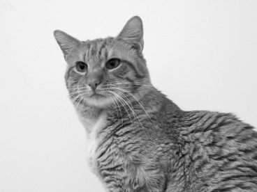 宠物猫黑白摄影图片