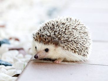 刺猬索尼克