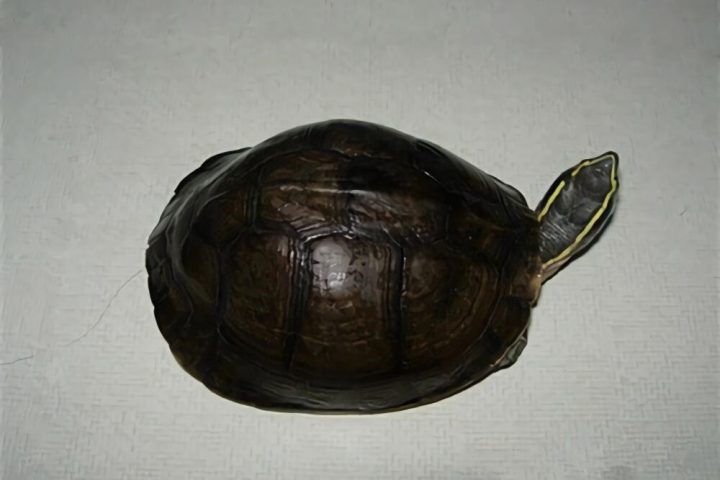 安布闭壳龟身份信息