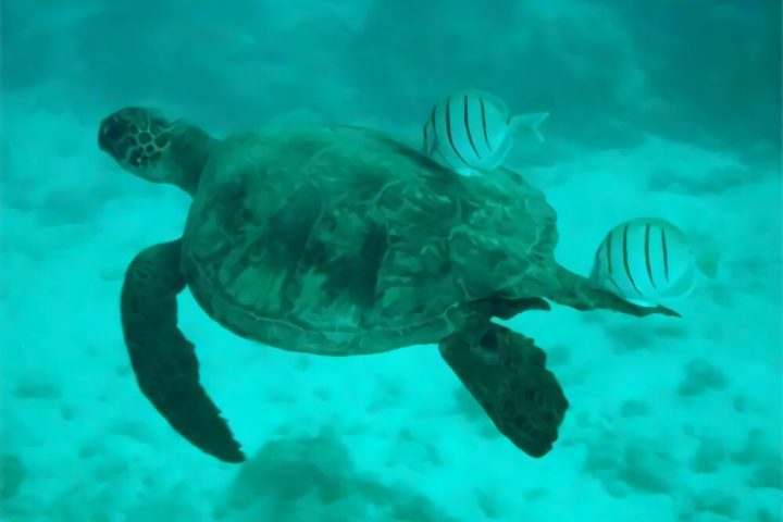 绿海龟身份信息